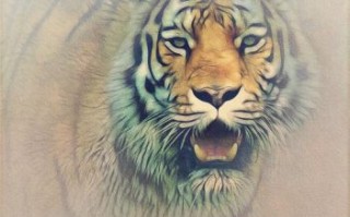 有野性的是什么生肖？野性打一肖正确答案