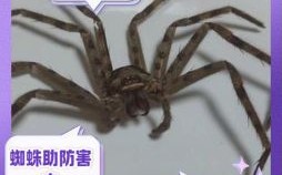 蜘蛛是什么生肖？蜘蛛打一精准生肖