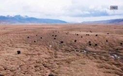 身在福中不知福是什么生肖？身在福中不知福正确答案