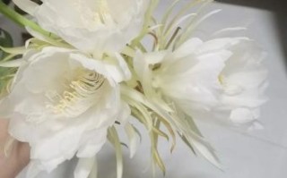 昙花是什么生肖？昙花一现打一数字