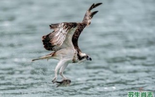 一箭双雕是什么生肖？一箭双雕打一准确生肖