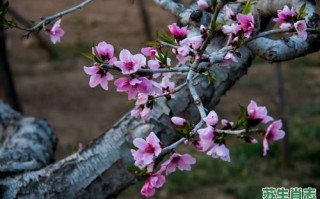 春风桃李又开花是什么生肖？春风桃李又开花正确答案
