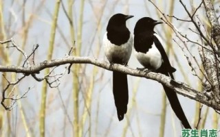 喜鹊是什么生肖？鹊字最适合什么属相