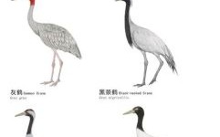 鹤指的是什么生肖？鹤的生肖代表