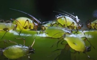 虫生是什么生肖？跟虫有关的生肖