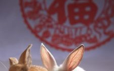 高是什么生肖？高字打最正确一肖