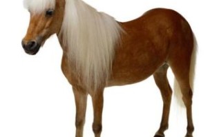 白毛的动物是什么生肖？全身白毛的最佳生肖是马吗