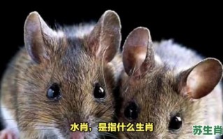 吃肉的生肖是什么？喜欢吃肉最正确生肖