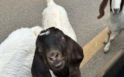 咩咩大叫的动物是什么生肖？咩咩大叫正确答案