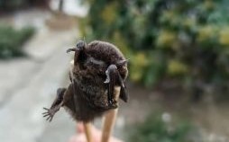 蝙蝠是什么生肖？蝙蝠打一个准确动物