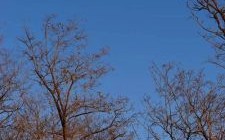 春宵一刻值千金是什么生肖？春宵一刻生肖正确的答案