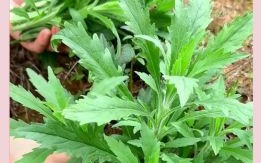 蓬蒿是什么生肖？蓬蒿人是指什么人