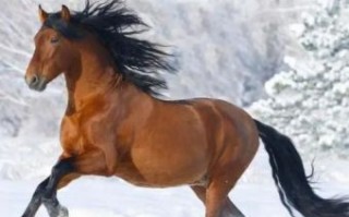 十八春气暖是什么生肖？十八春气暖打一准确动物