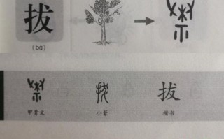 拔是什么生肖？拨字最正确的生肖