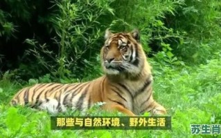 女人撒野是什么生肖？野打一生肖是什么动物