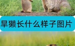 四肢瘦长是什么生肖？四肢瘦长最准确动物