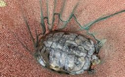 王八是子是什么生肖？王八指的是什么动物