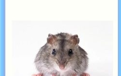 昼伏夜行不见踪是什么生肖？昼伏夜行不见踪猜一生肖