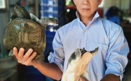 甲鱼是什么生肖？甲鱼打一准确生肖动物