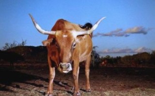 老牛拖破车是什么生肖？老牛拉车两凑合是什么生肖