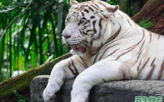 风云是什么生肖？风云之战打一最佳动物