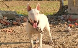 牛头狗身是什么生肖？狗头牛身是什么动物