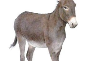 毛驴是什么生肖？毛驴打一数字