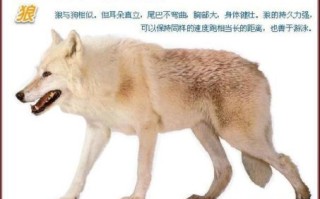 狼心狗肺是什么生肖？狼心狗行最正确的生肖