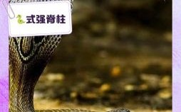 吃蛇的生肖是什么？吃蛇的作用与功效