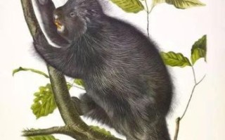 坐享其成是什么生肖？坐享其成准确答案生肖