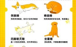 最机灵的动物是什么生肖？最机灵的动物正确答案