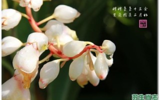 二月初是什么生肖？豆蒄梢头二月初的生肖