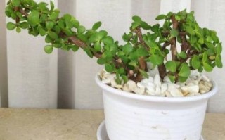 金枝玉叶是什么生肖？金枝玉叶打一正确生肖