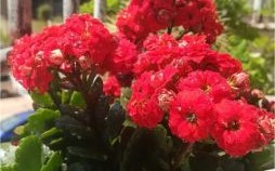 七八月间花儿开是什么生肖？七八月间花儿开正确答案