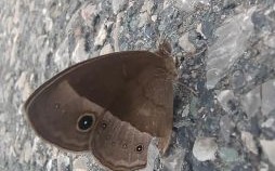 蛾眉是什么生肖？蛾是哪个生肖