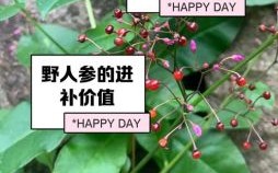 大野人参是什么生肖？壮阳药打一生肖