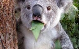 目瞪口呆是什么生肖？目瞪口呆最正确动物