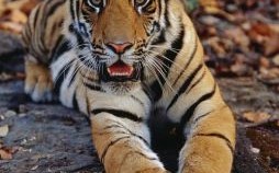 英雄的动物是什么生肖？英雄打一个准确动物