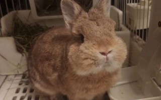 酱缸打破是什么生肖？酱缸腌时子最正确生肖