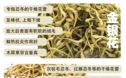 金银花是什么生肖？银花打一个最佳生肖