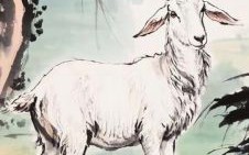 名列前茅是什么生肖？名列前茅打一最准确动物