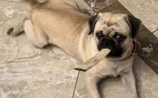 狗嘴吐不出象牙是什么生肖？狗嘴上下出象牙猜一肖