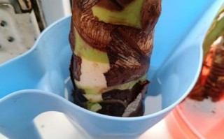 芋是什么生肖？芋最旺哪三个生肖