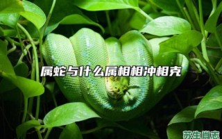 生肖蛇是什么属相？蛇和哪些生肖相克相冲