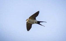 南来燕是什么生肖？南来燕打一准确动物