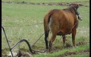 田里耕地是什么生肖？耕田之肖是哪6个生肖