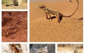 荒郊野外是什么生肖？荒郊野外打一精准动物