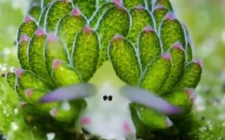 花叶尽落是什么生肖？花叶尽落打一最佳动物