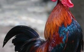 1017年是什么生肖？2017年属鸡人的优缺点