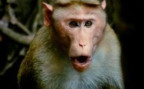 忘形的生肖是什么？忘形的动物最正确一肖